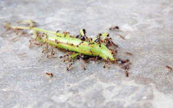 蚂蚁进家搬食物什么寓意？