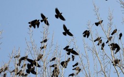 冬天乌鸦成群结队什么预兆？