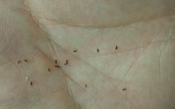 为什么家里几天不住有那么多小虫子？