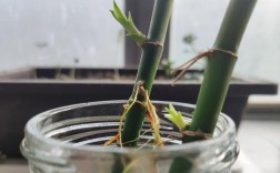 竹子发芽的规律？