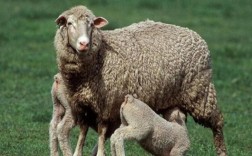羊孕期多长时间？