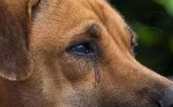 狗狗做梦哭泣是为什么？