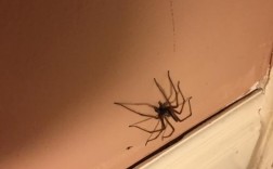 为什么人们常说家里出现蜘蛛就表示要来客人？