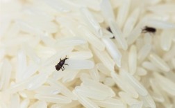 家里都是米虫怎么办？