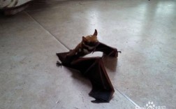 冬天晚上在屋里飞来一只蝙蝠怎么安置它？
