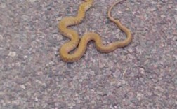 黄色带黑点的蛇是什么蛇？