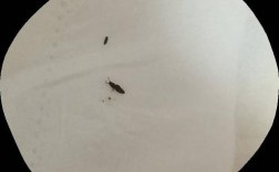 家里墙上有很多黑黑的圆圆的小虫子，不细看根本发现不了。原因是什么？