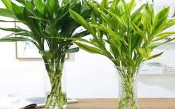 家里能养两盆富贵竹吗？