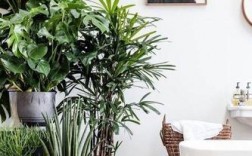 室内观赏植物的高度多少最适宜？