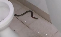 卫生间出现蛇？