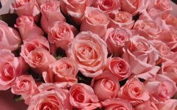 粉红玫瑰代表着什么含义？（粉色玫瑰花代表的含义）