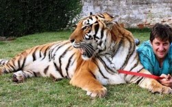 如果老虎可以当宠物，你想干啥？