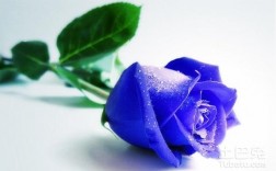 蓝玫瑰的花语是什么？（蓝玫瑰代表的含义）