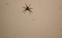 房间里面有只大蜘蛛怎么办？