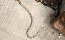 我生活在农村，我家厕所出现了条蛇，不知道怎么回事，吓得我半死，我不知道蛇长什么样子，但是？