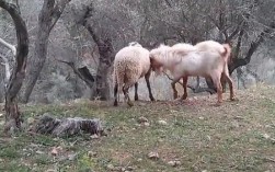 羊和牛交配会生出什么？