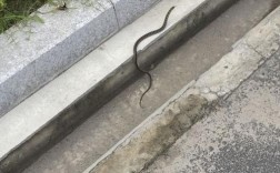 一条小蛇躺在我家三楼门口是么原因？