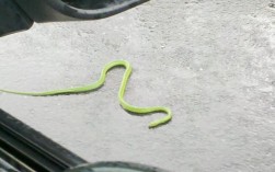一米五左右的纯绿蛇是什么蛇？
