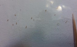 墙上有很多小小的虫子？