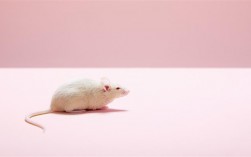 家里出现白老鼠是什么意思？