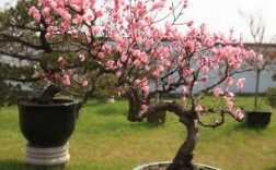 家里种盆栽桃花好吗？