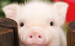 一头猪一万多是什么意思？