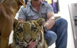 如果在家里养老虎，它会伤人吗？