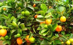 金橘树一般长多大?什么时间是开花季节？