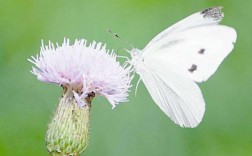 梦见家里有白色蝴蝶：预示着幸福和美好的变化