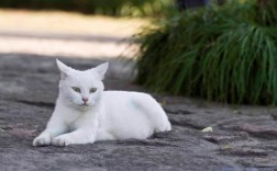 养白猫有什么说法？
