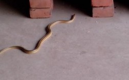 怎样判断家里是否有蛇？