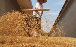 储存的小麦需要每年晾晒吗？