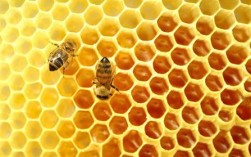蜜蜂声调怎么标？（蜂箱的含义）