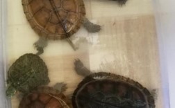 养4只乌龟有什么说法？