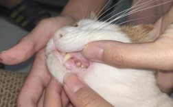 猫咪牙龈发白怎么办，猫咪牙龈发白是贫血吗？