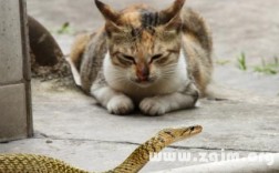 家里猫和蛇打架：解梦知识与意义分析