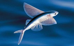 会飞的热带鱼真实长相？