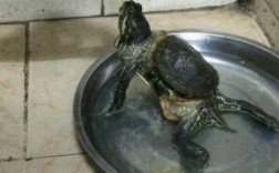 乌龟可以活活煮死吗？