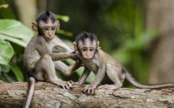 人和猴子有什么区别？（猴子的含义）
