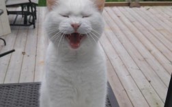 深夜去卫生间，发现一只大白猫在院子里，求解？