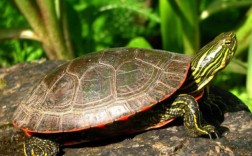 家养乌龟几个好？