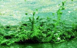 蓝藻是绿色植物吗？