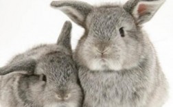 多瓦夫兔的寿命多瓦夫兔寿命在8年左右？