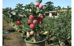 苹果树能种院里吗？