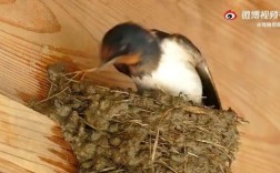 有小燕子在家里筑巢怎么办啊？