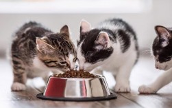 猫除了吃猫粮还吃什么？