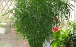 室内盆栽竹子哪个品种好？