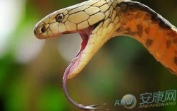 有谁知道一条蛇蛇头咬着蛇尾是什么含义吗？（蛇头的含义）