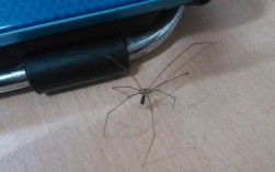 家里面的长脚蜘蛛有没有危害？