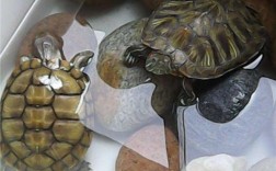 家里养龟一般几只最吉利？
